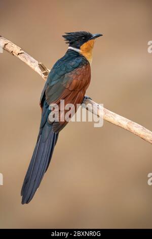 Image d'un oiseau de coucou ailé de châtaignier (Clamator coromandus) sur une branche sur fond de nature. Oiseau. Animaux. Banque D'Images