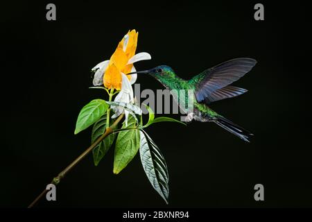 Un mâle de la forêt tropicale de l'Atlantique, Woodnymphe à capuchon violet (Thalurania glaucopis), visite d'une fleur de jardin Banque D'Images