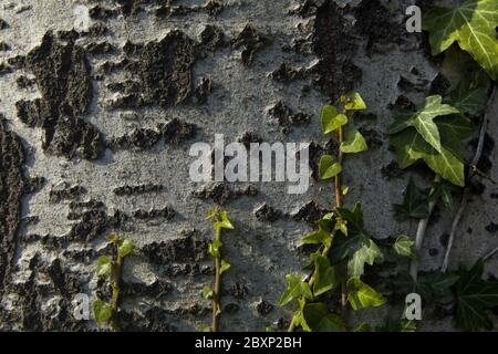 Ivy dans les feuilles - plante grimpante sur un tronc d'arbre avec une faible luminosité au coucher du soleil Banque D'Images