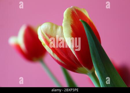 tulipe rouge et blanche multicolore, prise en gros plan devant un mur rouge flou Banque D'Images