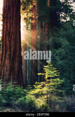 Tôt le matin, lumière du soleil dans les séquoias de Mariposa Grove, parc national de Yosemite, Californie, États-Unis. Les rayons du soleil éclaient un jeune arbre. Banque D'Images