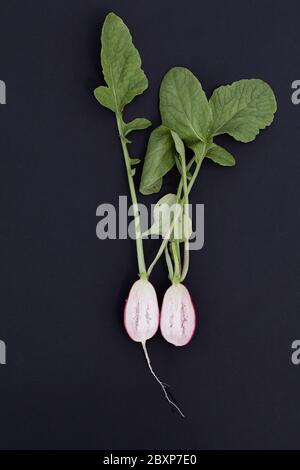 demi-radis coupé avec feuilles vertes sur fond noir. vue de dessus Banque D'Images