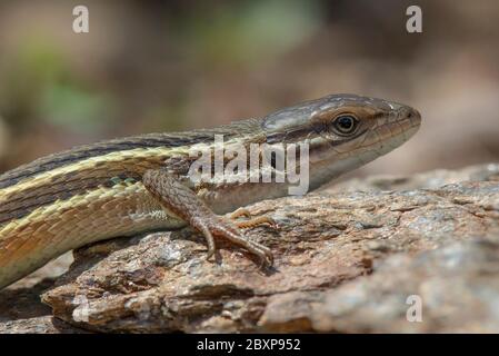 Psammodromus grand,(Psammodromus algirus), lizard basking, Andalousie, espagne. Banque D'Images