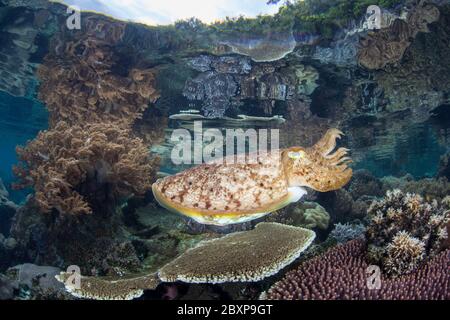 Un poisson-seiche Broadclub, Sepia latimanus, se trouve au-dessus d'un magnifique récif de corail à Raja Ampat. Cette partie de l'Indonésie est connue pour sa grande biodiversité. Banque D'Images