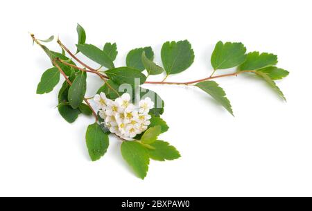 Spiraea parfois orthographié spirea. Fleurs isolées sur fond blanc Banque D'Images