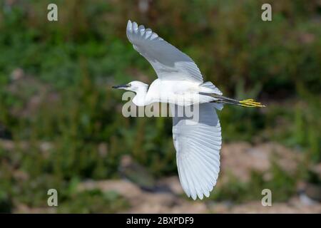 Petit oiseau sauvage du Royaume-Uni (Egretta garzetta) isolé en vol à mi-air, volant au soleil au-dessus de l'eau dans l'habitat de la zone humide de Worcestershire, Royaume-Uni. Banque D'Images