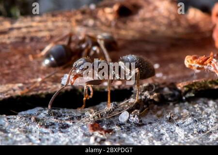 Les Ants de jardin commun déplacent les grains de terre comme ils construisent un nid entre les pierres de pavage Banque D'Images