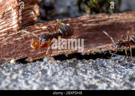 Les Ants de jardin commun déplacent les grains de terre comme ils construisent un nid entre les pierres de pavage Banque D'Images