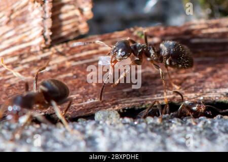 Les Ants de jardin commun déplacent les grains de terre comme ils construisent un nid entre les pierres de pavage Banque D'Images