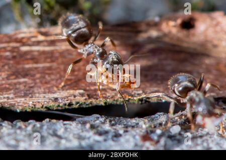 Les Ants de jardin commun déplacent les grains de terre comme ils construisent un nid entre les pierres de pavage Banque D'Images