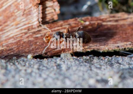 Les Ants de jardin commun déplacent les grains de terre comme ils construisent un nid entre les pierres de pavage Banque D'Images