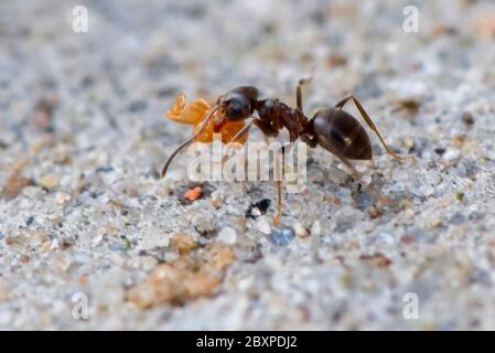 Les Ants de jardin commun déplacent les grains de terre comme ils construisent un nid entre les pierres de pavage Banque D'Images