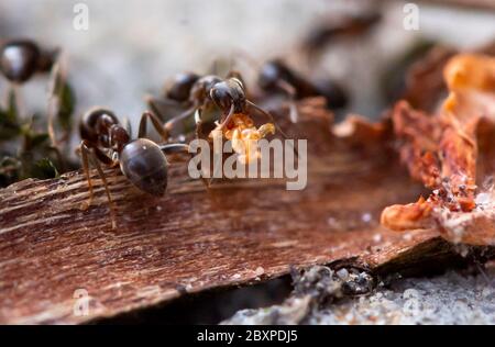 Les Ants de jardin commun déplacent les grains de terre comme ils construisent un nid entre les pierres de pavage Banque D'Images