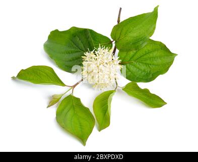 Cornus sanguinea, le cornouiller commun ou le cornouiller sanglant. Fleurs isolées Banque D'Images