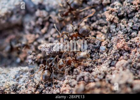 Les Ants de jardin commun déplacent les grains de terre comme ils construisent un nid entre les pierres de pavage Banque D'Images