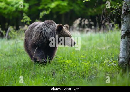 Dangereux jeune ours brun , ursus arctos , promenades sur la prairie de montagne. Paysages sauvages en Slovaquie Banque D'Images