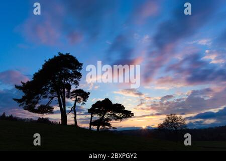 Coucher de soleil sur les pins écossais détourés, Berkshire, Angleterre, Royaume-Uni Banque D'Images