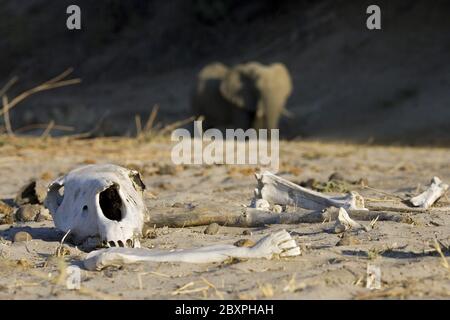 Éléphant, crâne et os, Botswana, Afrique Banque D'Images