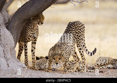 Cheetah au petit matin, parc national Makgadikgadi pans, Botsuana, Afrique Banque D'Images