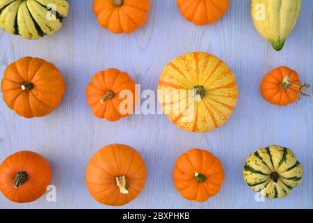 Citrouilles et escashes - composition créative de la couche plate Banque D'Images