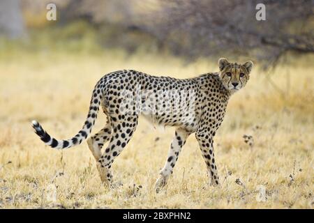 Cheetah, parc national de Makgadikgadi pans, Botswana, Afrique Banque D'Images