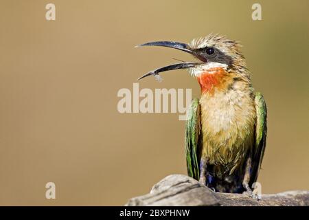 Bee-eater à façade blanche, Botswana, Afrique Banque D'Images