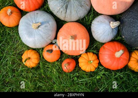 Citrouilles et escashes sur l'herbe dans le jardin Banque D'Images