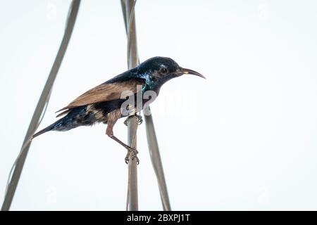 Image de Violet Sunbird (Homme) sur fond blanc. (Cinnyris asiaticus). Oiseau. Animaux. Banque D'Images