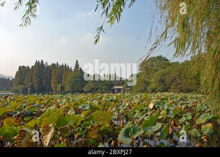 Lac de l'Ouest (Xi Hu) à Hangzhou, province du Zhejiang, Chine. Pont Yudai sur le lac Ouest, l'un des symboles célèbres de la ville de Hangzhou. Banque D'Images