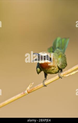 Bee-eater à façade blanche, Botswana, Afrique Banque D'Images