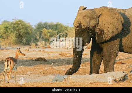 Afrika, Bull African Elephant et Impala, Afrique Banque D'Images