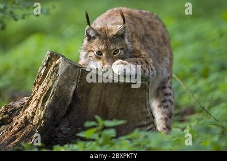 Lynx européen, bavière, allemagne Banque D'Images