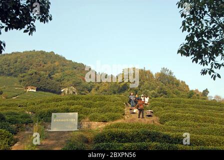 Longjing Tea Village près de Hangzhou dans la province de Zhejiang, en Chine. Les gens qui marchent dans les célèbres champs de thé de Longjing. Banque D'Images