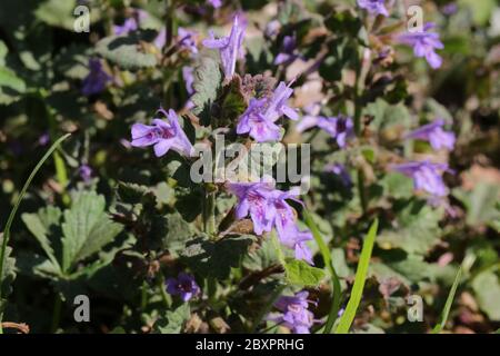 Lierre terrestre, Glechoma hederacea Banque D'Images