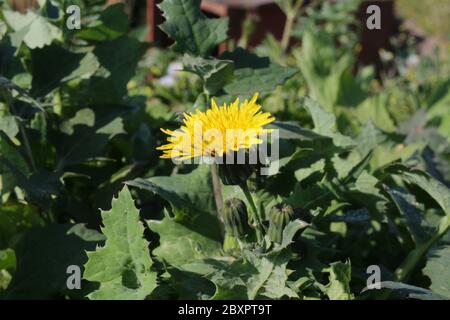 Chardon de pruckly, sonchus asper Banque D'Images