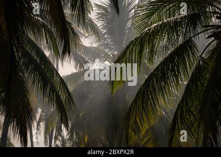 Fumée brouillard dans les palmiers. Le soleil traverse les branches des palmiers de Zanzibar, Tanzanie, Afrique Banque D'Images