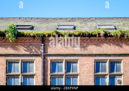 Herbe et plantes poussant dans la gouttière du toit d'un bâtiment, Nottingham, Angleterre, Royaume-Uni Banque D'Images