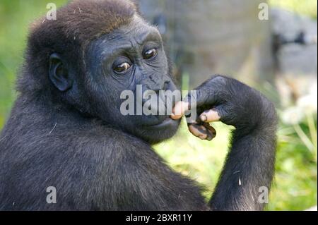 Les Gorilles de plaine de l'Ouest Banque D'Images