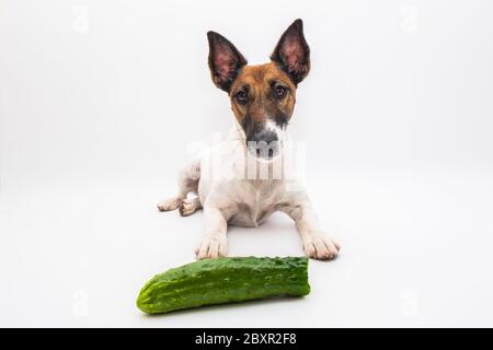 Joli chien drôle et un concombre sur fond blanc. Végétarien, concept de chien vegan : terrier de renard lisse et légumes à moitié consommés Banque D'Images