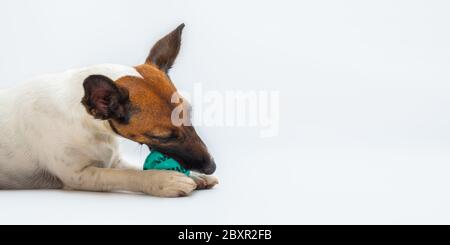 Mignon renard terrier chiot mâche sur un ballon, fond blanc. Studio photo d'un jeune chien jouant avec un ballon, arrière-plan isolé Banque D'Images