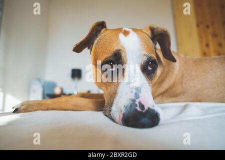 Chien avec les yeux sentimentaux mignons sur un lit. Rester seul à la maison, dépression de chien, l'anxiété de chien d'être laissé à la maison concept Banque D'Images