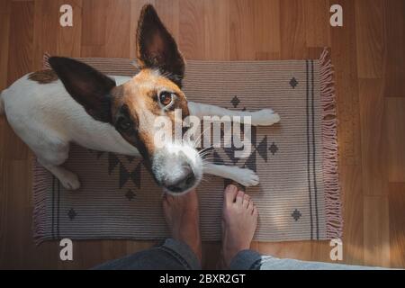 Photo grand angle d'un jeune chien assis sur un tapis dans la chambre, point de vue des jambes humaines. Vivre avec les animaux de compagnie concept: Renard terrier drôle chiot recherche Banque D'Images