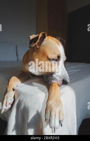 Chien triste avec les yeux sentimentaux mignons sur un lit. Rester seul à la maison, dépression de chien, l'anxiété de chien d'être laissé à la maison concept Banque D'Images