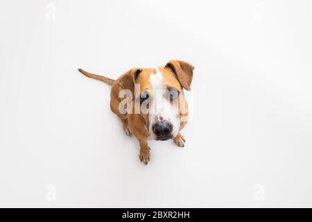 Joli staffordshire terrier en arrière-plan studio, photo en grand angle. Animaux de compagnie, chien domestique posé sur fond blanc Banque D'Images