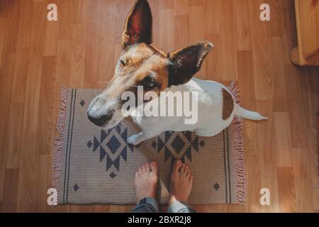 Photo grand angle d'un jeune chien assis sur un tapis dans la chambre, point de vue des jambes humaines. Vivre avec les animaux de compagnie concept: Renard terrier drôle chiot recherche Banque D'Images