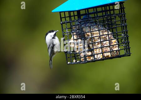 Chickadee à capuchon noir (Poecile atycapillus) se nourrissant de suet, Cherry Hill, Nouvelle-Écosse, Canada, Banque D'Images