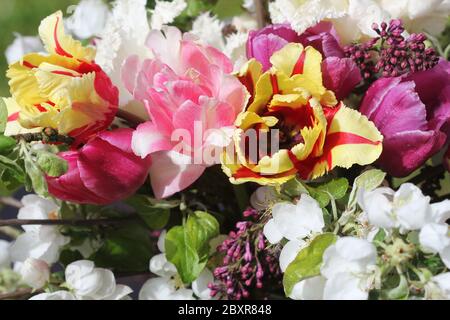 Belles fleurs de printemps. Bouqet de tulipes roses, jaunes, blanches Banque D'Images