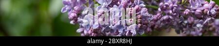 Image macro de fleurs de printemps violet lilas, arrière-plan abstrait floral doux. Printemps ou vacances romantique fond pour la conception de site Web, l'espace de copie. Banque D'Images