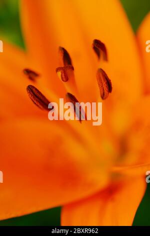 Lilium orange