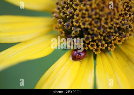 Une coccinelle perchée sur la fleur jaune, macroview, portrait Banque D'Images